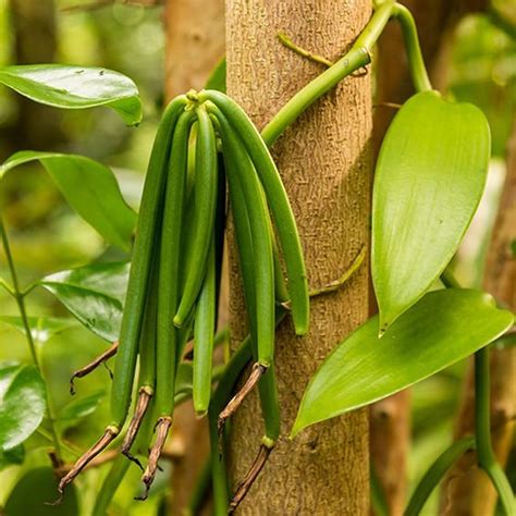 madagascar vanilla bean plant.